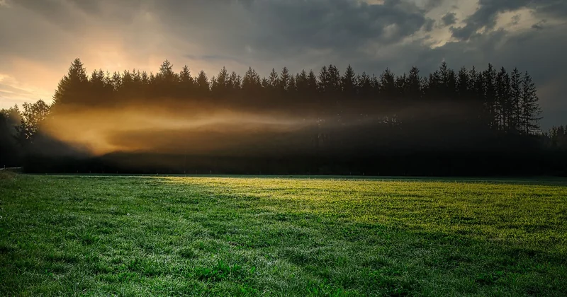 Choisir le bon spot en forêt : clairière, lisière ou sous-bois ?